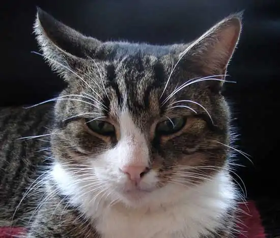 cat.webp