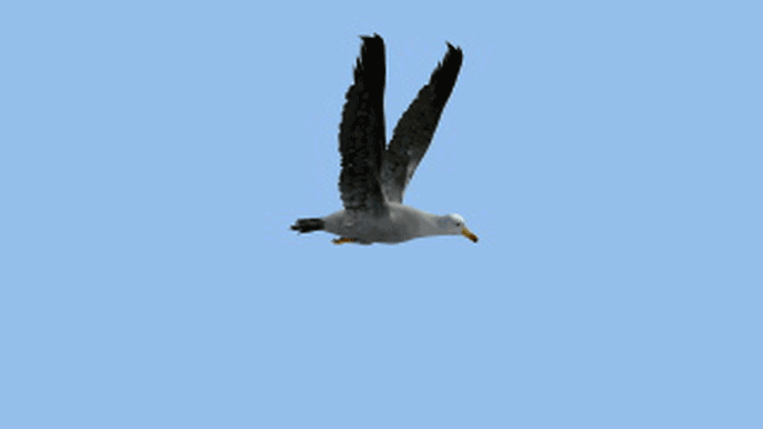 seagull.gif