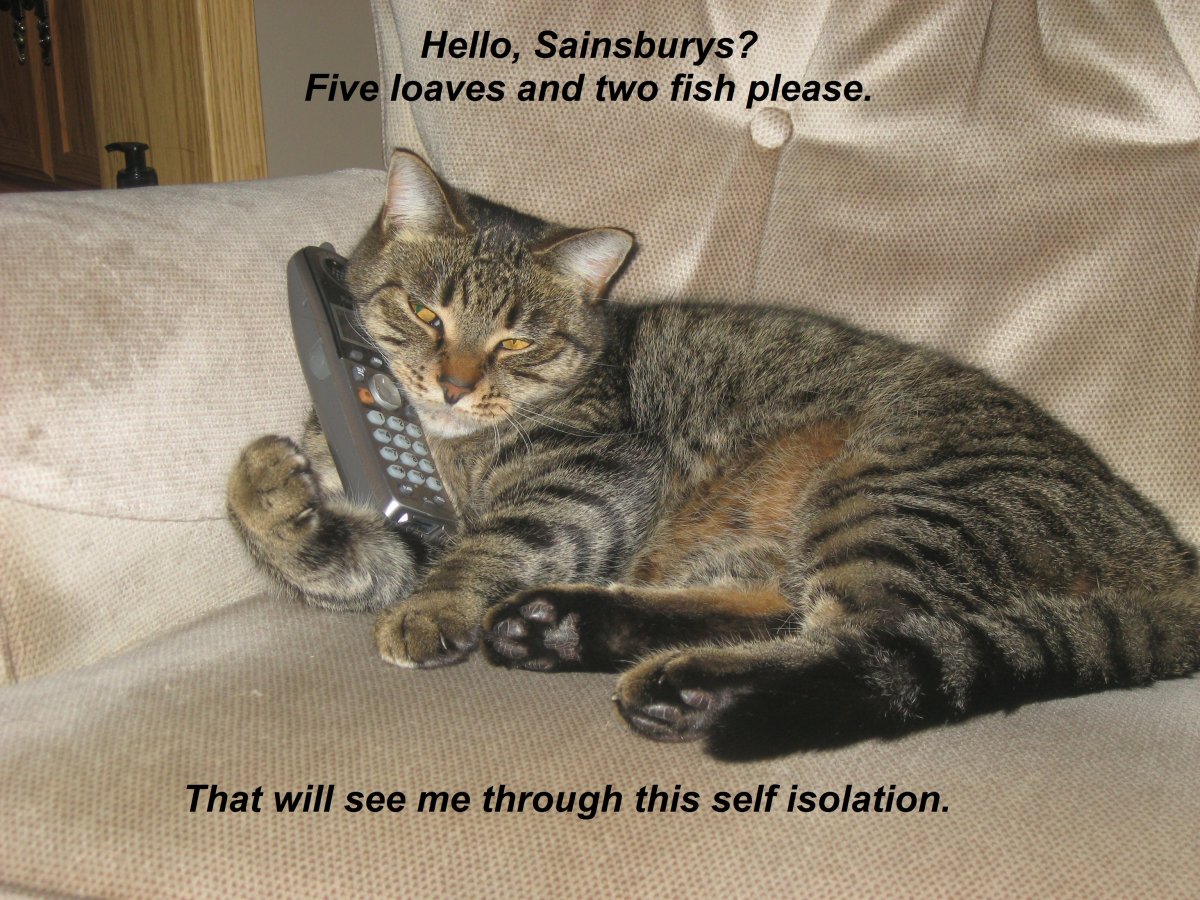 tabby-cat-on-the-phone.jpg