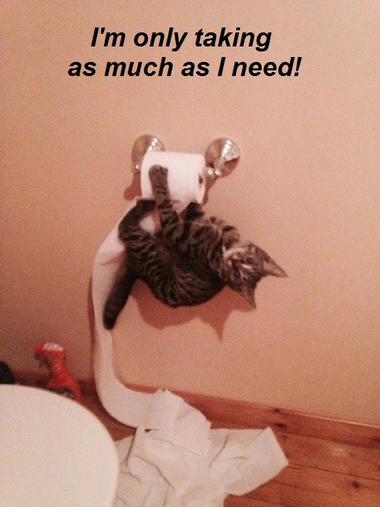 toilet paper cat.jpg