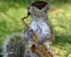 sax and squirrel.jpg
