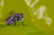 Copy of Fly with bubble.webp