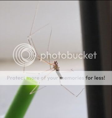 spider2.jpg